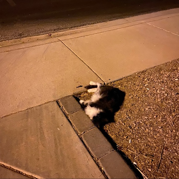 🐰🐈‍⬛🥬🪴Pets eatting + playing 
June 2022 from Arizona Update 2025🥳💝 - Picture 4 of 13